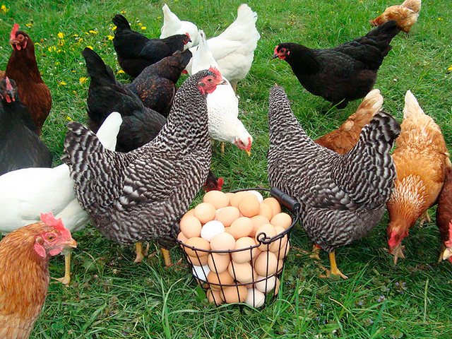 Содержание кур и уход за ними | ЗооТом - продажа, вязка и услуги для животных в Гатчине