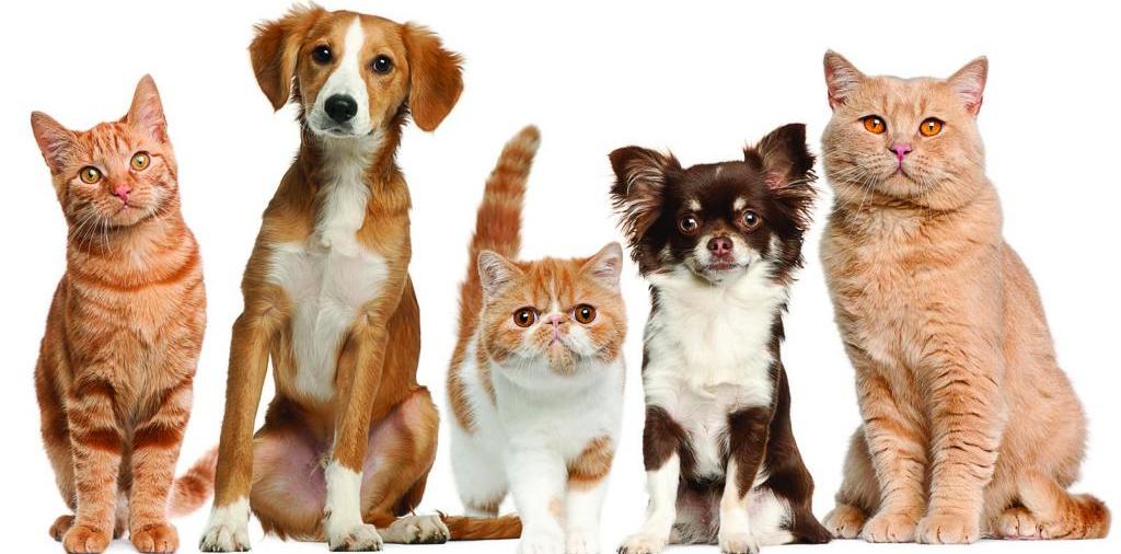 Доска объявлений о животных | ЗооТом - продажа, вязка и услуги для животных в Гатчине