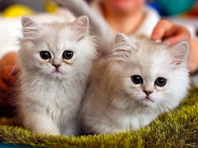 Породы кошек в Гатчине | ЗооТом портал о животных