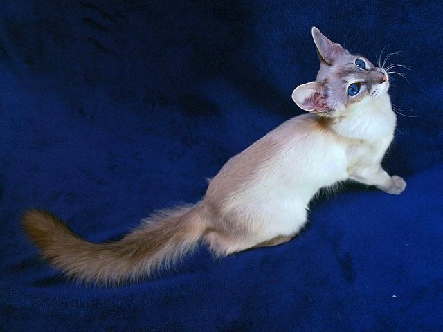 Выведенные породы кошек в Гатчине | ЗооТом портал о животных
