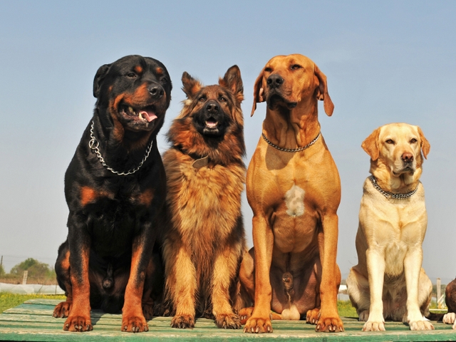 Крупные породы собак в Гатчине | ЗооТом портал о животных