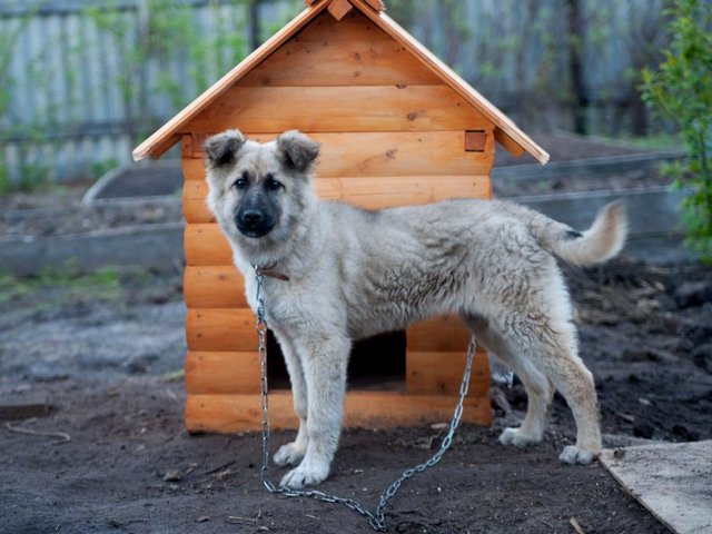 Все о собаках в Гатчине